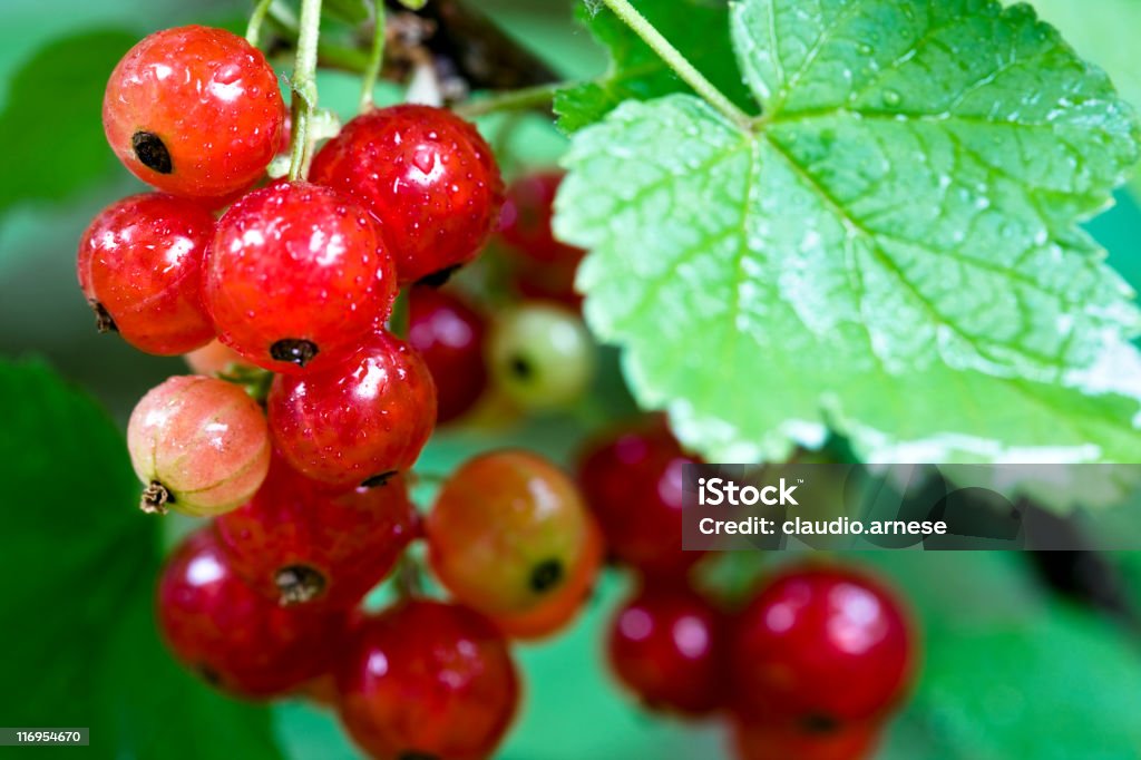 Frische Johannisbeere. Farbe - Lizenzfrei Beere - Obst Stock-Foto