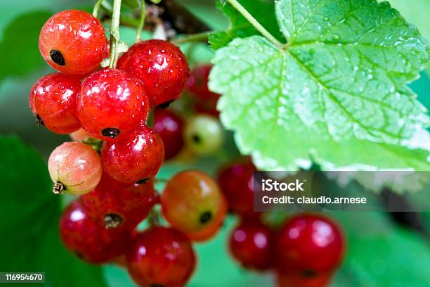 Frische Johannisbeere Farbe Stockfoto und mehr Bilder von Beere - Obst - Beere - Obst, Bund, Extreme Nahaufnahme