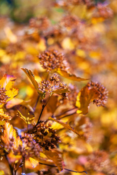 istock Yellow leaves in autumn 1169546895