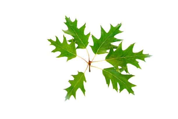 Isolated plants series