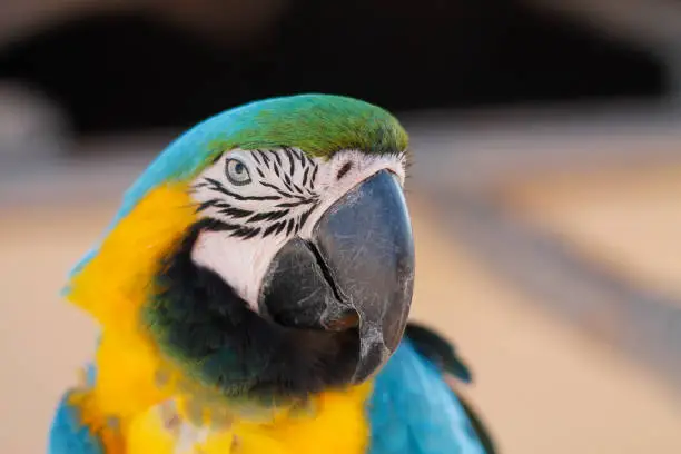 Closeup of a Blue and Yellow Macaw Parrot, also called Blue and Gold Macaw Parrot in Spain