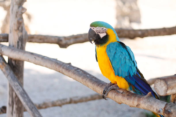 istock Blue and Yellow/Gold Macaw Parrot Bird 1169548050