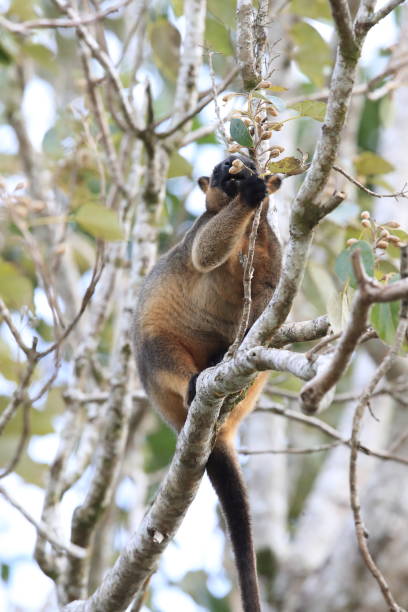 istock A Lumholtz's tree-kangaroo (Dendrolagus lumholtzi) rests high in a tree in a dry forest  Queensland, 1169548249