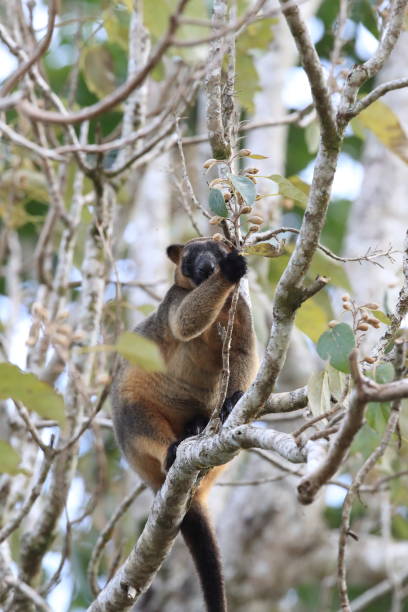 istock A Lumholtz's tree-kangaroo (Dendrolagus lumholtzi) rests high in a tree in a dry forest  Queensland, 1169549094