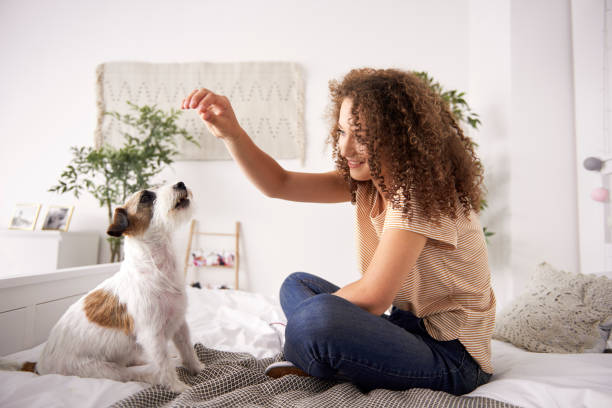 hermosa mujer jugando con el perro en la cama - haciendo trucos fotografías e imágenes de stock