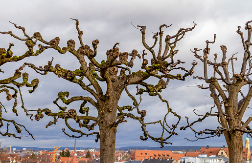 trees in Bamberg