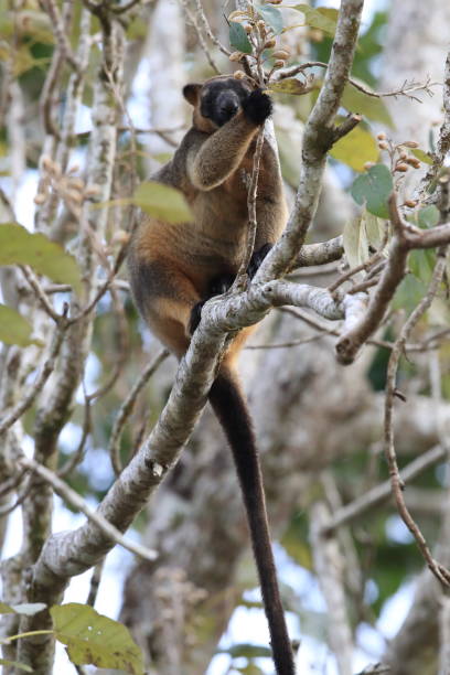 istock A Lumholtz's tree-kangaroo (Dendrolagus lumholtzi) rests high in a tree in a dry forest  Queensland, 1169551936