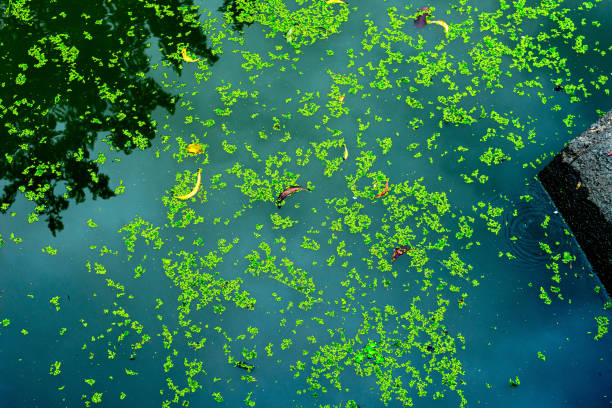 l'herbe à canard ainsi que les valeurs alimentaires et agricoles, les mauvaises herbes de canard est utilisé pour le traitement des eaux usées pour capturer les toxines - lutte contre les odeurs, l'herbe à canard est maintenue pendant la récolte pour  - duckweed photos et images de collection