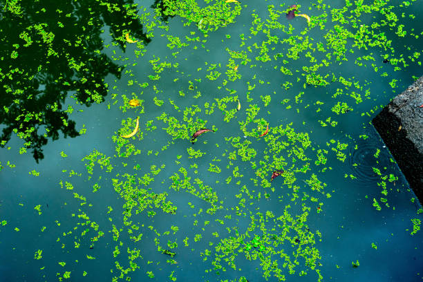 duckweed as well as food & agricultural values, duck weeds is used for wastewater treatment to capture toxins & odor control, duckweed is maintained during harvesting for removal of toxins captured - duckweed imagens e fotografias de stock