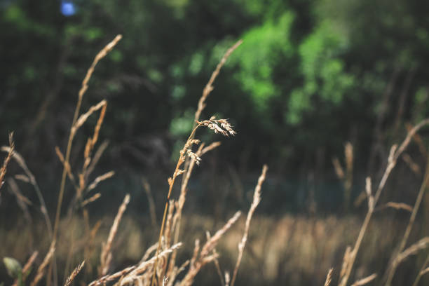 istock autumn withered grass in a field sun-stained brown strollers 1169552078