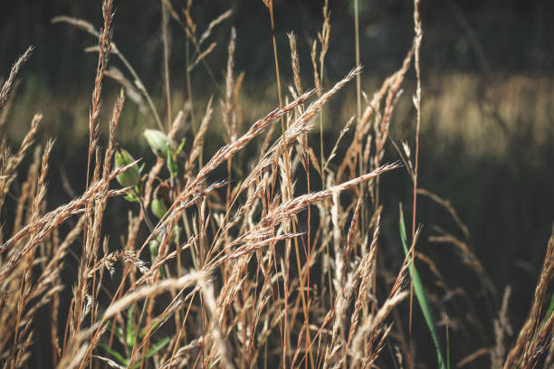 istock autumn withered grass in a field sun-stained brown strollers 1169552117