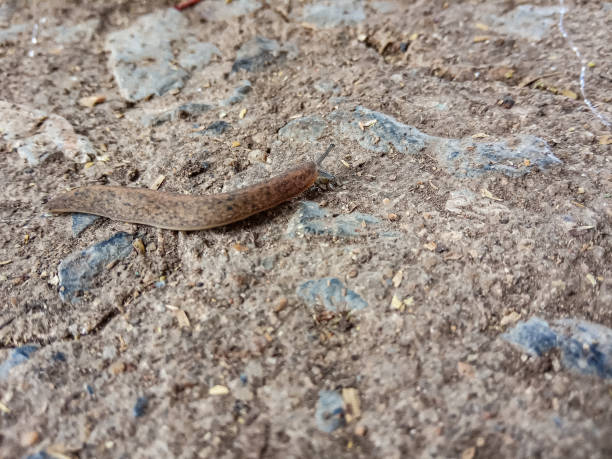 istock Slugs walking on the concrete floor 1169552228