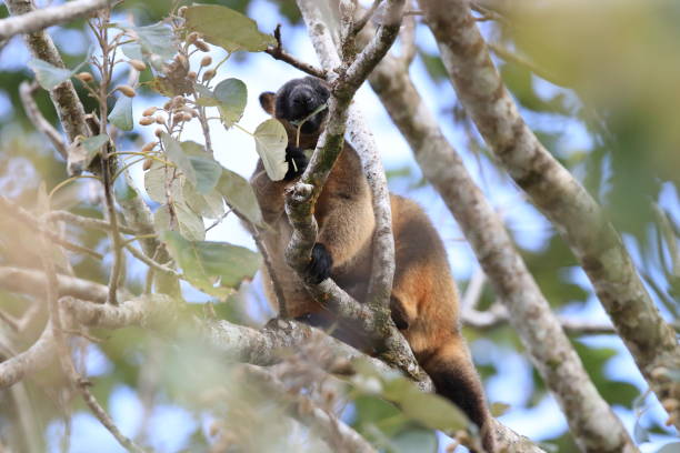 istock A Lumholtz's tree-kangaroo (Dendrolagus lumholtzi) rests high in a tree in a dry forest  Queensland, 1169552504