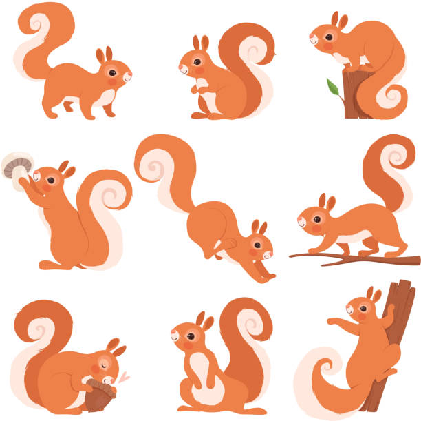wiewiórka kreskówka. śmieszne leśne dzikie zwierzęta biegające stojące i skaczące wektorowa kolekcja clipart - wiewiórka stock illustrations