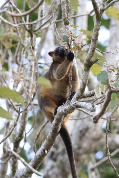 istock A Lumholtz's tree-kangaroo (Dendrolagus lumholtzi) rests high in a tree in a dry forest  Queensland, 1169552580