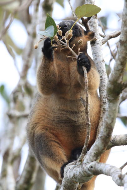 istock A Lumholtz's tree-kangaroo (Dendrolagus lumholtzi) rests high in a tree in a dry forest  Queensland, 1169554052