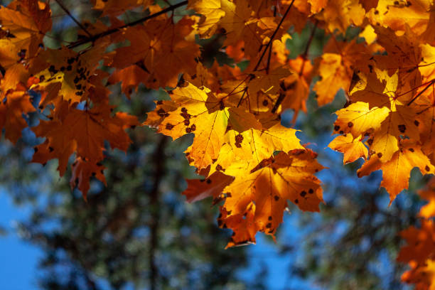 istock Yellow leaves maple at autumn sunny day 1169554174