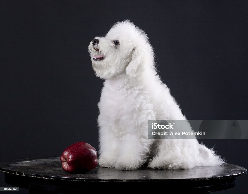 Cachorro branco - Foto de stock de Amizade royalty-free