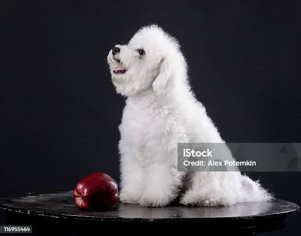 Foto de Cachorro Branco e mais fotos de stock de Amizade - Amizade, Animal, Animal de estimação