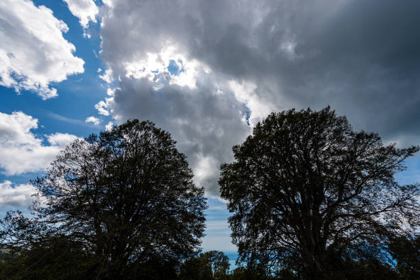 Black silhouette of two large beech trees against blue sky and clouds. Italian Alps, Italy, Europe