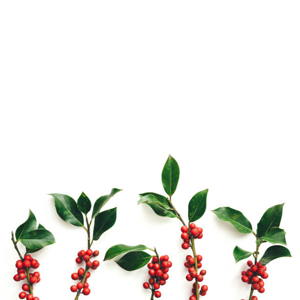 istock Branches Of Ilex Against White Background 1169555363