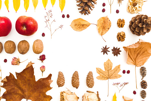 Autumn frame composition. Dried leaves, flowers, pine cones on white background. Autumn, fall, thanksgiving day concept. Flat lay, top view