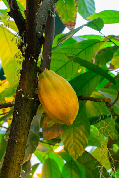 istock Natural exotic cocoa fruit on a cocoa tree branch 1169556922