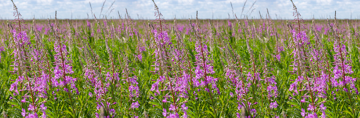 blossom meadow Willow-herb Chamerion lilac magenta flower, panorama background wallpaper flowering field