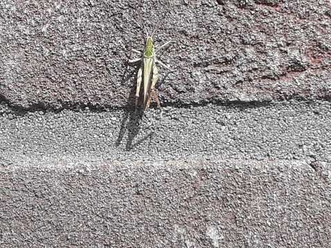A wild cricket insect on a sunny Brick wall