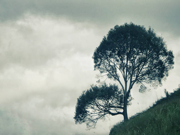 istock Plant and nature. 1169561856