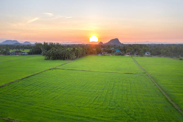 istock rices paddy field 1169562372