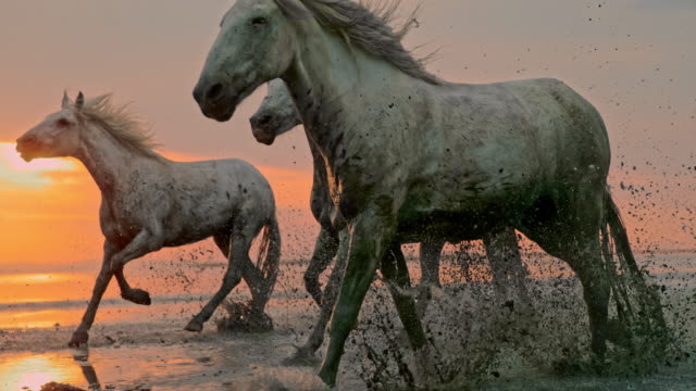 SLO MO Horses running on the beach at sunset - time warp effect