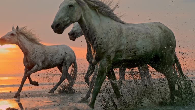 Super slow motion shot of a herd of horses running in shallow water on the beacht at sunset. The Camargue National Reserve. France. Europe. Time Warp.