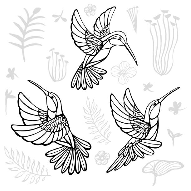 ilustraciones, imágenes clip art, dibujos animados e iconos de stock de colibríes con elementos florales pájaros negros en líneas sobre fondo blanco estilo de boceto tatuaje. ilustración vectorial dibujada a mano. - canturrear