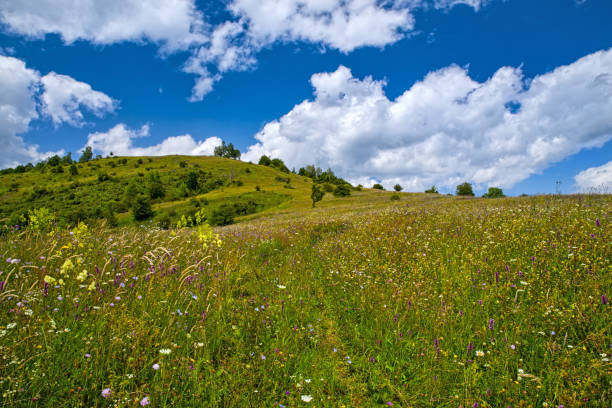 istock Mountain summer pasture with wildflowers 1169563904