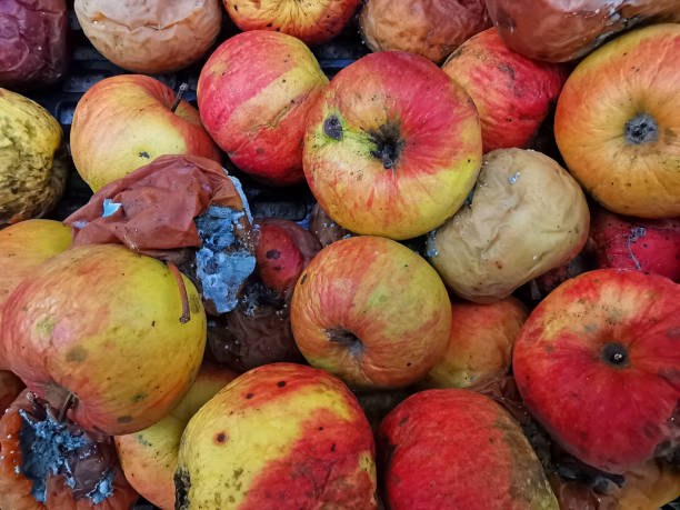 istock Rotten apple fruits as background 1169564813