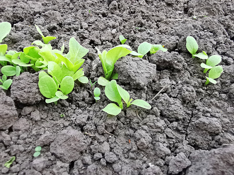 Fresh green baby salad rising in vegetable garden