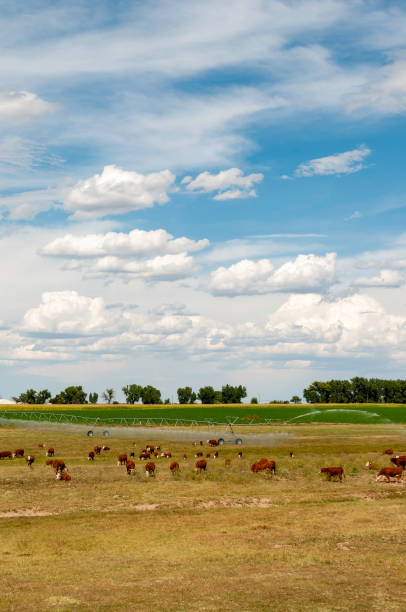 Cows grazing in the pasture
