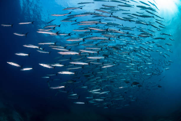 istock big group school of barracuda fish 1169565098