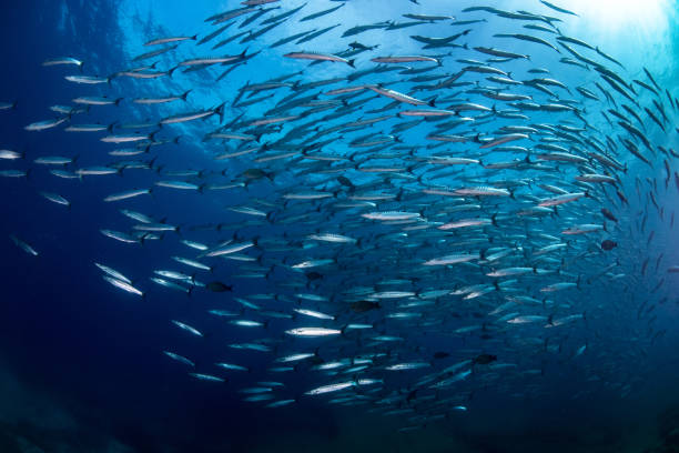 istock swirl of barracuda fish 1169565168