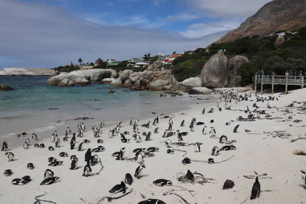 istock Penguin colony at boulders beach 1169565988