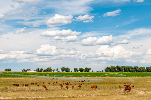 Cattle grazing and fields irrigated in the background on a farm in the US state of Colorado.