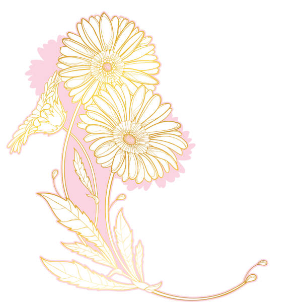 ilustrações, clipart, desenhos animados e ícones de vector o ramalhete de canto do esboço gerbera ou flor e folha de gerber na cor-de-rosa pastel e no ouro isolados no fundo branco. - gerbera daisy stem flower head pink