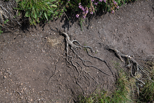 The intricate exposed roots of heather, Cornish clifftop, in summer