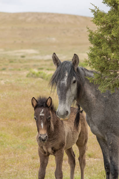 istock Wild Horse Mare and Foal 1169568550