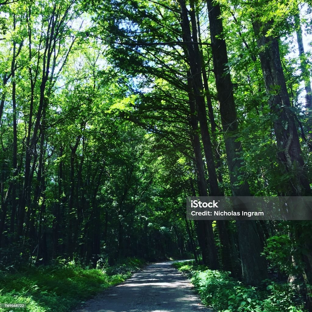 Take Paths Take A Walk Stock Photo - Download Image Now - Beauty, Footpath, Forest ...