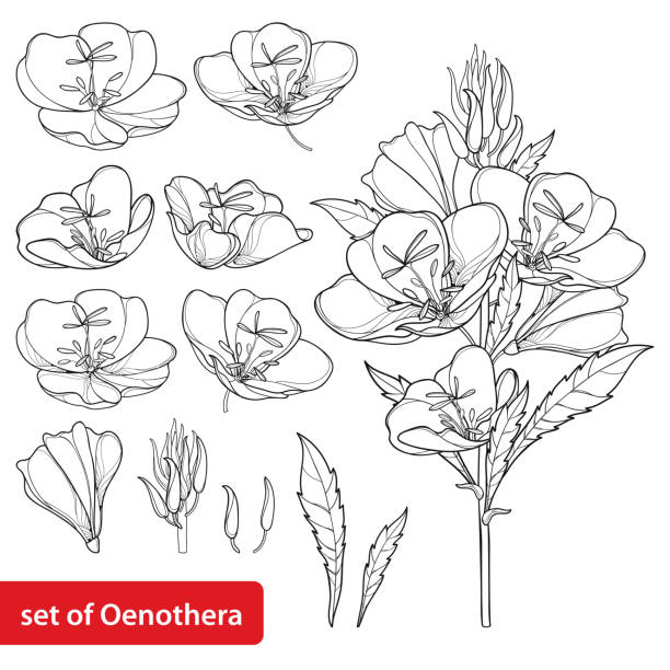 illustrazioni stock, clip art, cartoni animati e icone di tendenza di set vettoriale con contorno oenothera o mazzo di fiori di primula serale con bocciolo e foglia in nero isolato su sfondo bianco. - cut out flower bud clipping path