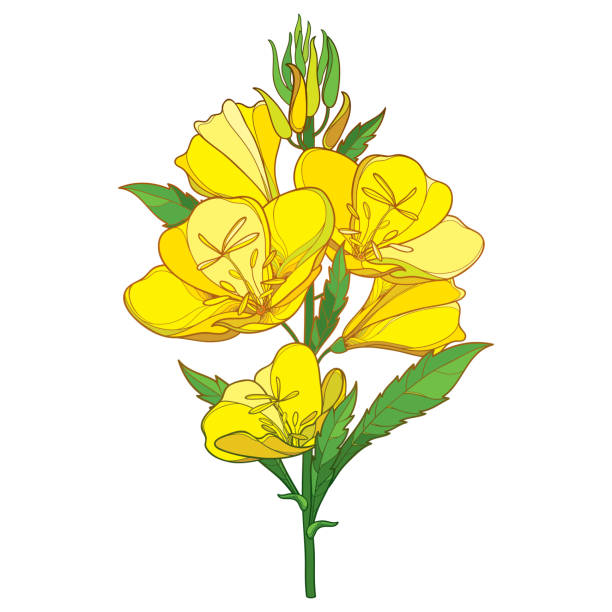 łodyga wektorowa ozdobnego oenothera lub wieczornego bukietu kwiatów wiesiołka z pączkiem i liśćmi w kolorze żółtym izolowanym na białym tle. - white background flower bud stem stock illustrations
