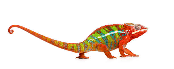 istock Panther Chameleon Furcifer Pardalis - Ambilobe 116956928