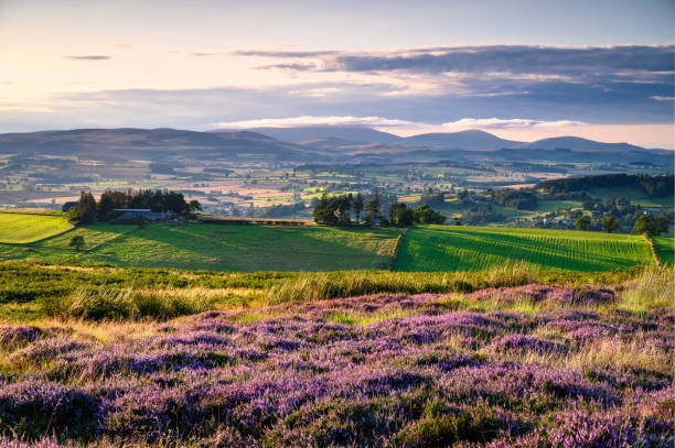 die cheviot hills von lordenshaws hillfort - hillfort stock-fotos und bilder